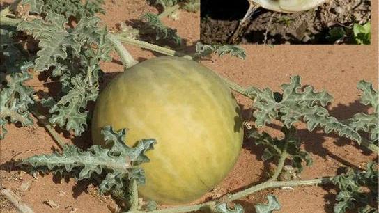 |沙漠里遍地的“西瓜”为啥再渴也不能吃？当地人：吃一个试试？