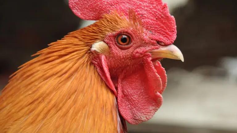 “十年鸡头胜砒霜，鸡冠越老越有毒”，争议巨大的鸡头，能吃吗？