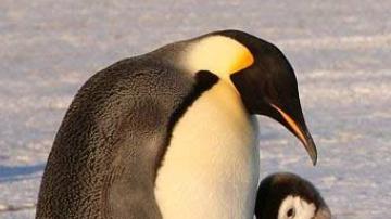 是什么使南极洲东部的阿德利企鹅数量逐渐减少