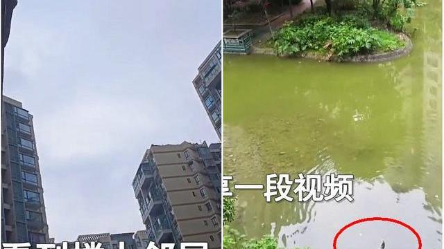 隔离|成都：男子隔离在家从阳台上钓鱼，楼下女子欲截胡，网友热议