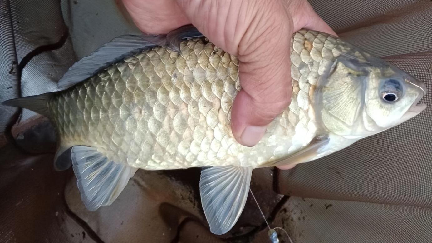 饵料|夏季野钓，垂钓草鱼技巧总结，助你在夏天钓大鱼