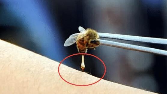为什么蜜蜂的针会进化成连着肠子？其生物学意义是什么？