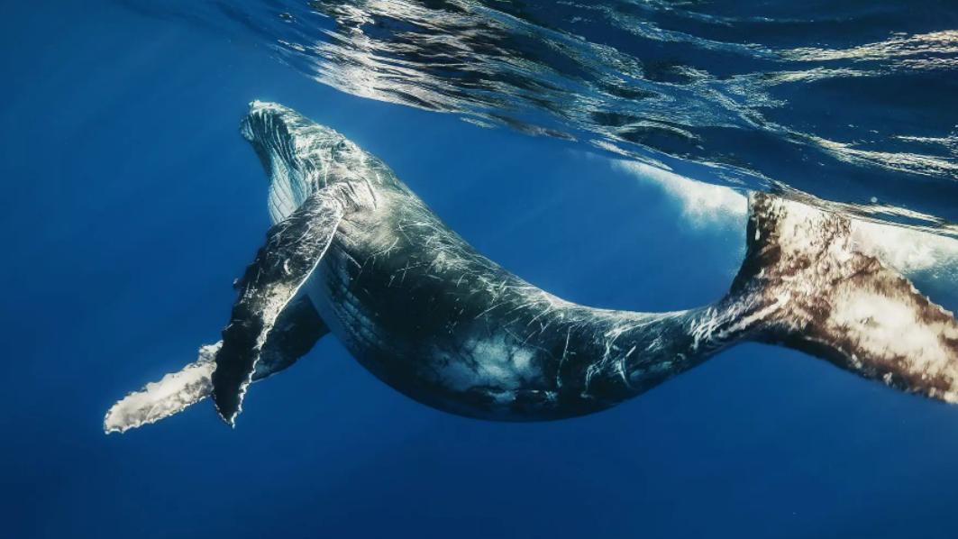 鲸鱼没有手，为什么长着人手一样的骨骼？