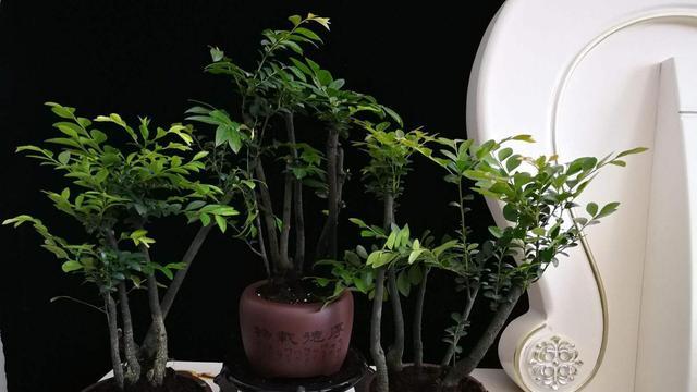 古董|小叶紫檀盆景，抗寒耐旱，打理简单易成活，放在家中寓意好
