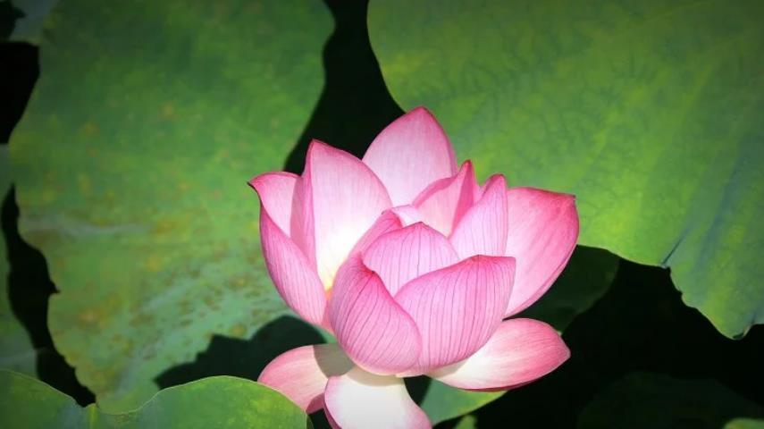 退休|退休之后，越活越真实