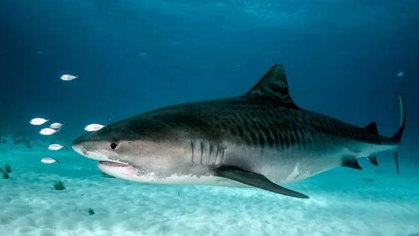 世界体型最大的十大鲨鱼