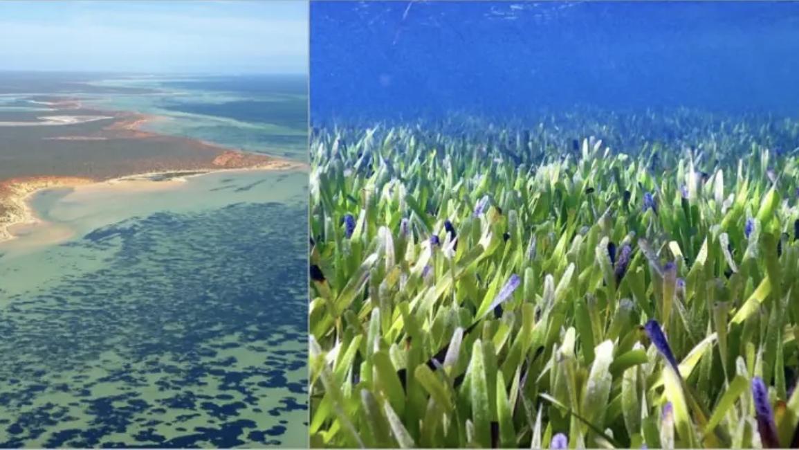 科学家在澳洲海岸发现世界上最大植物 从一颗种到一片田面积是曼哈顿的3倍