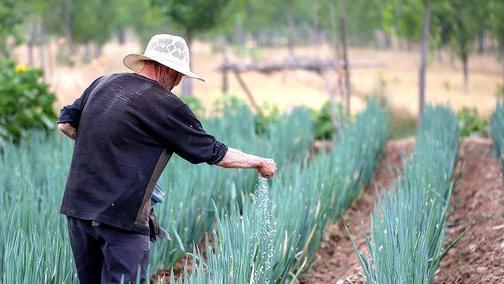 大葱和韭菜老是出现干尖和小白点，到底是什么原因？看后明白了