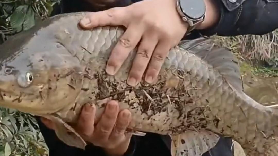 |湖南长沙钓鱼人钓到8斤重的“大鲤鱼”，经过鉴别后才发现是鲫鱼