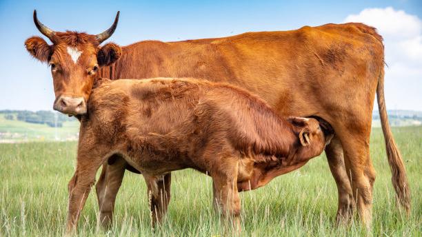 牛肉是人类最早驯化的食物之一