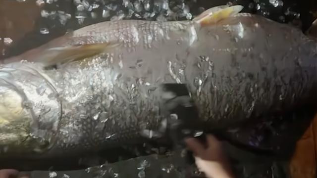 老虎|男子在湘江钓获68斤的水老虎，一番摆拍后，直接拉回家如此处置