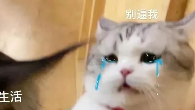 有哪些收到红包转账后可以用的沙雕回复？