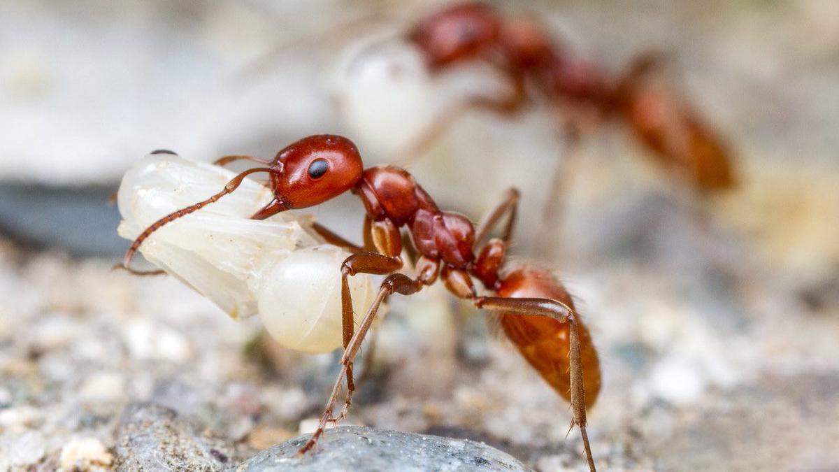 这种蚂蚁会绑架其他蚂蚁的幼虫，并洗脑它们，让其成为忠诚的奴隶