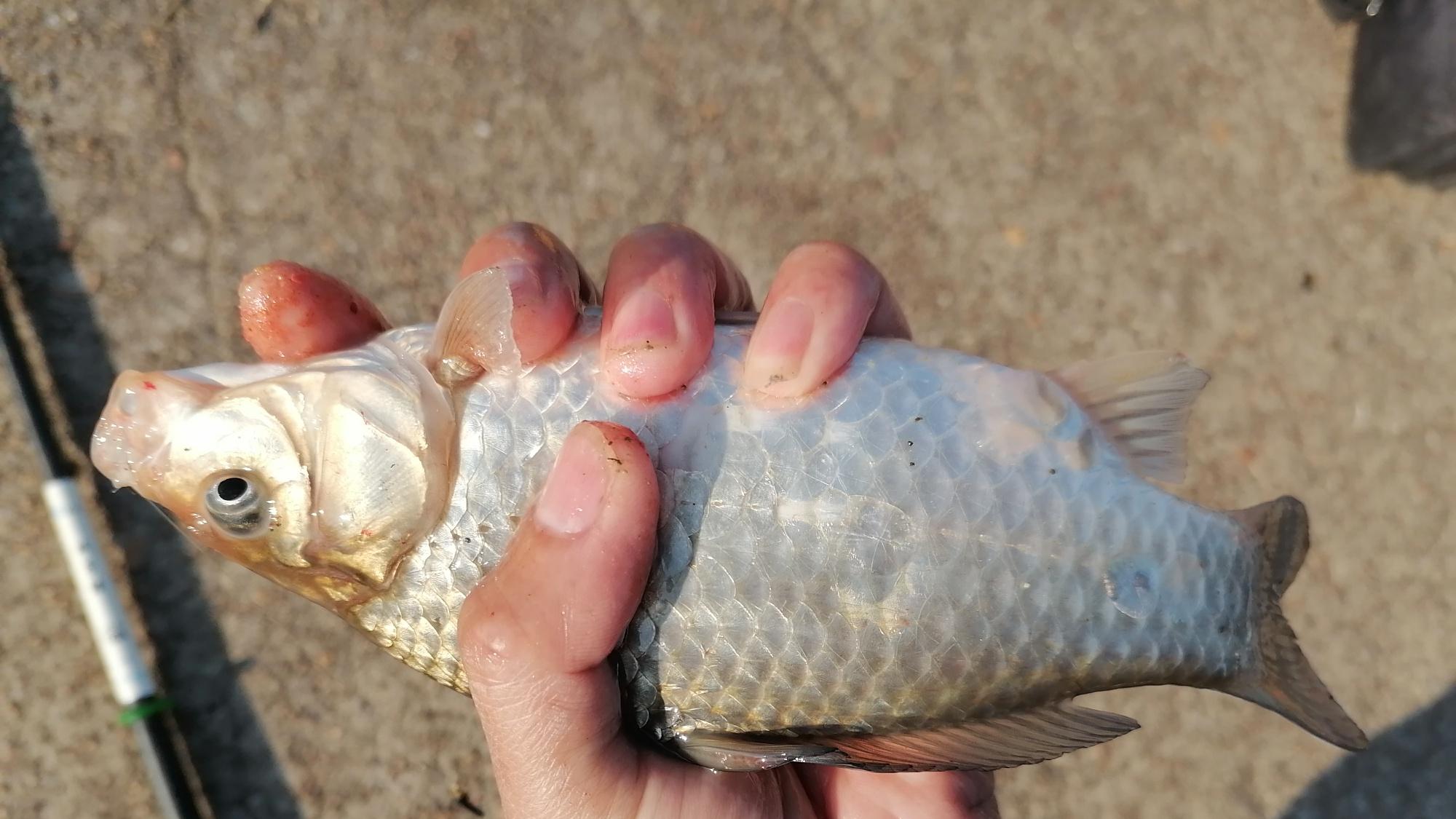 饵料|?新手用饵攻略，针对性鱼种用饵，上鱼更理想