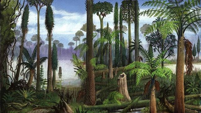 煤层100多米厚，到底怎么形成的？远古地球上真有这么多植物吗？