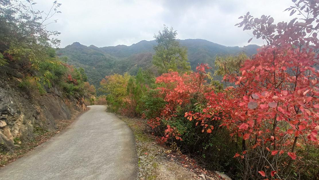 贵州旅游|西乡县的湾对坡，一个新兴网红打卡地，满山秋色惹人爱，游客醉了