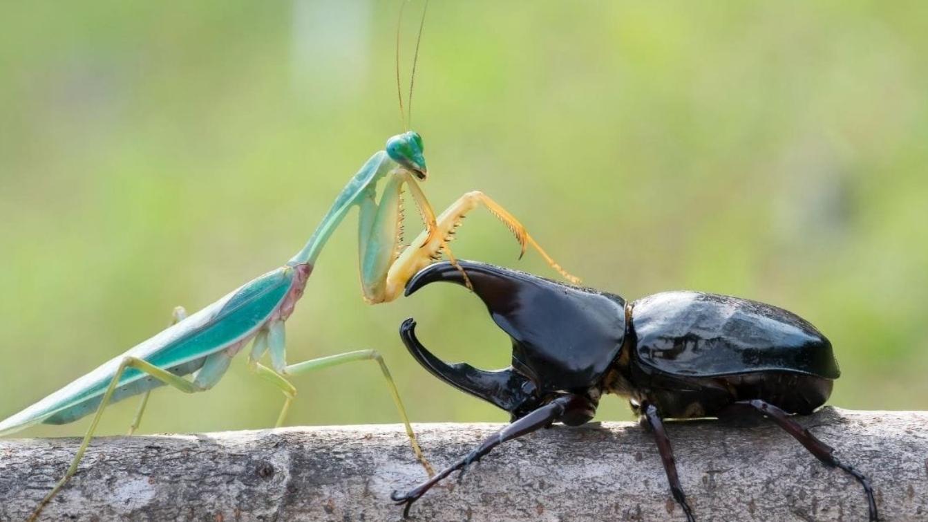 公螳螂交配时，宁愿被母螳螂吃掉也不逃走，这究竟是什么原因？