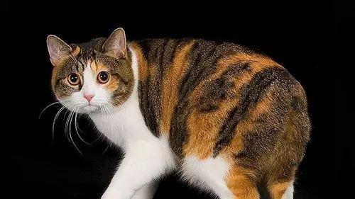 Get新知识了 原来短尾猫有这么多品种！