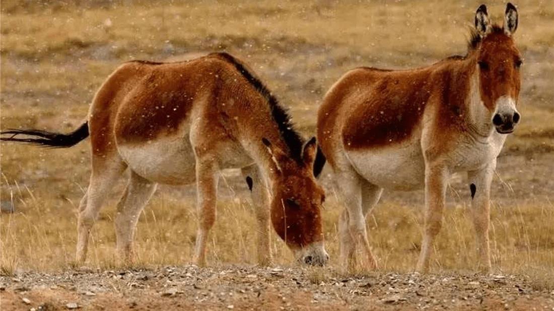 藏野驴|阿里出现一群藏野驴，遭狼群围攻被棕熊追打，就连藏獒都来欺负它