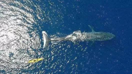蓝鲸一次性排便2吨！被认为是大自然的馈赠，蓝鲸粪便有何作用？