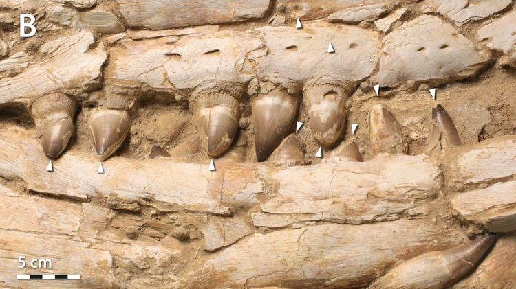 古老的化石勾勒出一种用牙齿和恐怖统治海洋的巨型蜥蜴