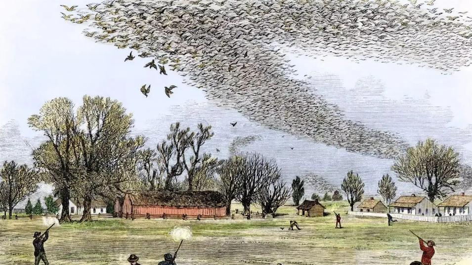 北美旅鸽：从50亿到1只不剩，仅仅用了一百年