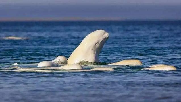 拒绝开采库克湾石油！我们能为保护濒危动物——白鲸做些什么