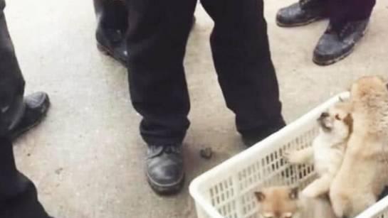 老大爷含泪卖狗，20元一条，结果遭路人冷嘲热讽，网友：火冒三丈