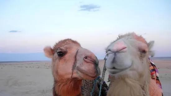 骆驼从嘴里吐出来的球，是用来干什么的？