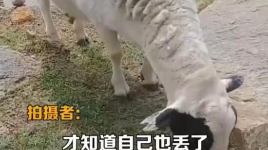 女孩帮忙“放羊”，结果羊丢了，人也跟着丢了，网友评论满是嫌弃