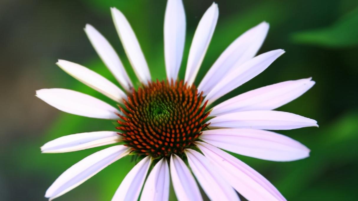 微距镜头|别人拍的花朵那么美，原来是给手机加了微距镜头