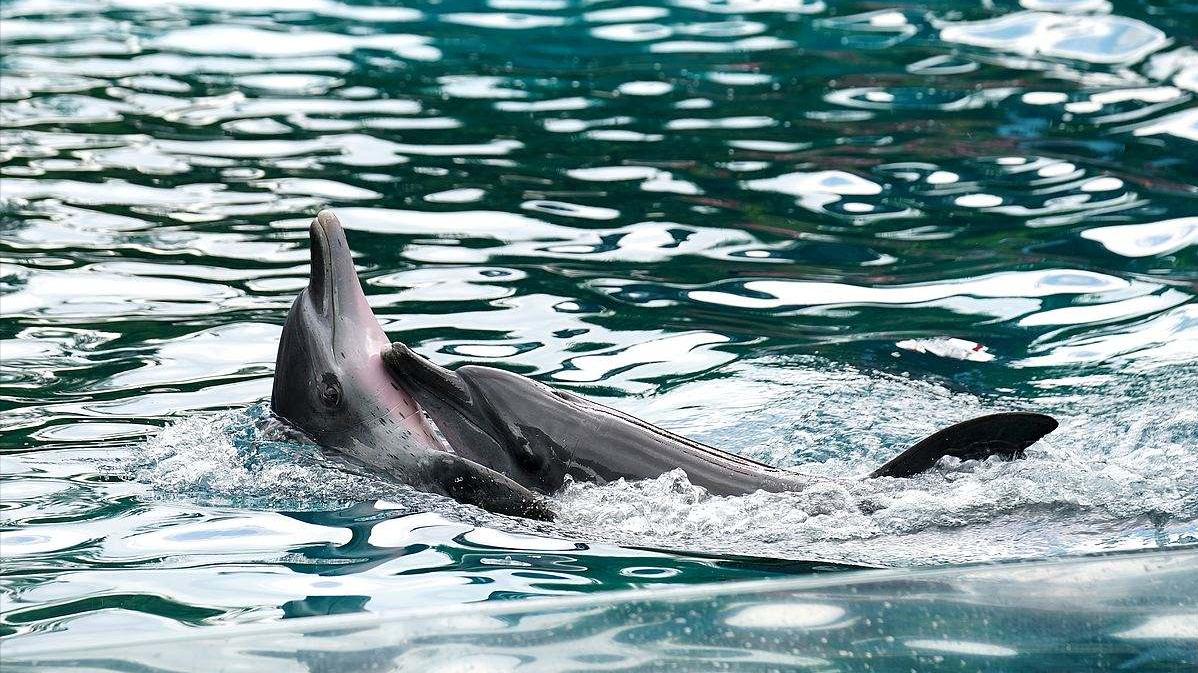 身为顶级掠食者的鲨鱼为什么会那么忌惮“温顺”的海豚？