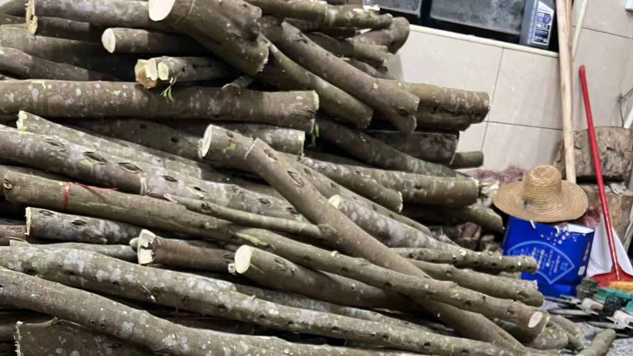 沉香|奇楠沉香之说