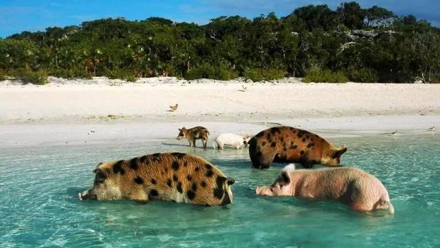 |世界上唯一被猪攻占的岛：岛上为何无人居住？是害怕猪吗？