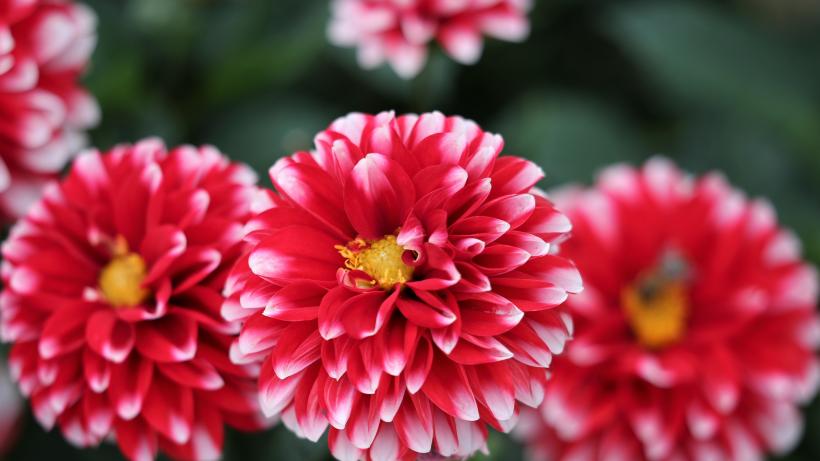 星座爱情观|恋爱次数最少的三个星座，太过理智，无法为爱牺牲