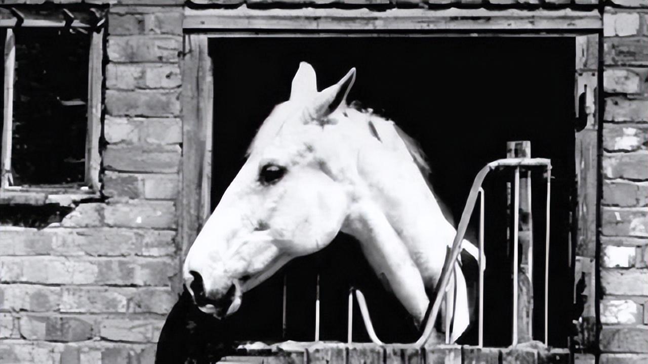 |1997年，白龙马惨死山洞，杨洁泪目：尸骨无存的背后是人性的丑恶