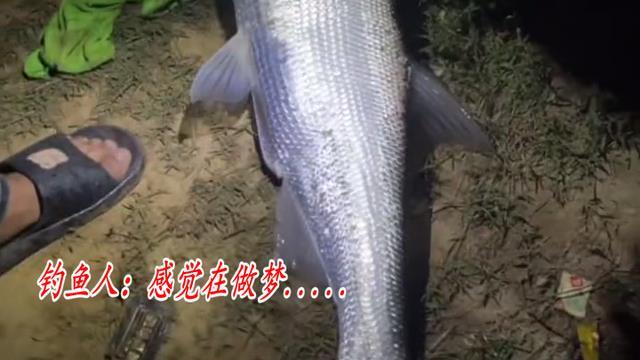 安徽钓鱼人夜晚钓起“河中翘嘴鱼王”，1.45米长20斤，网友：放生
