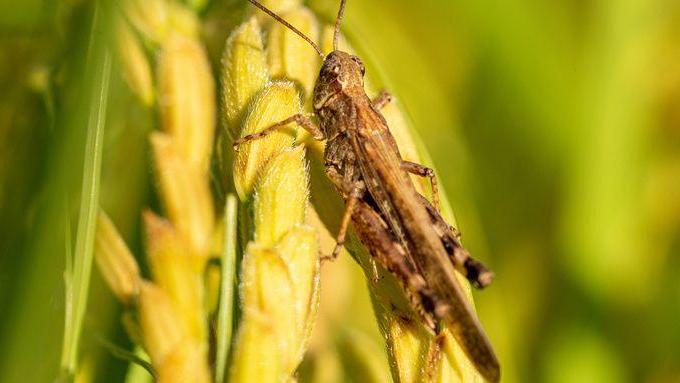 癌症检测新方向，研究发现蝗虫能“嗅出”人类癌症