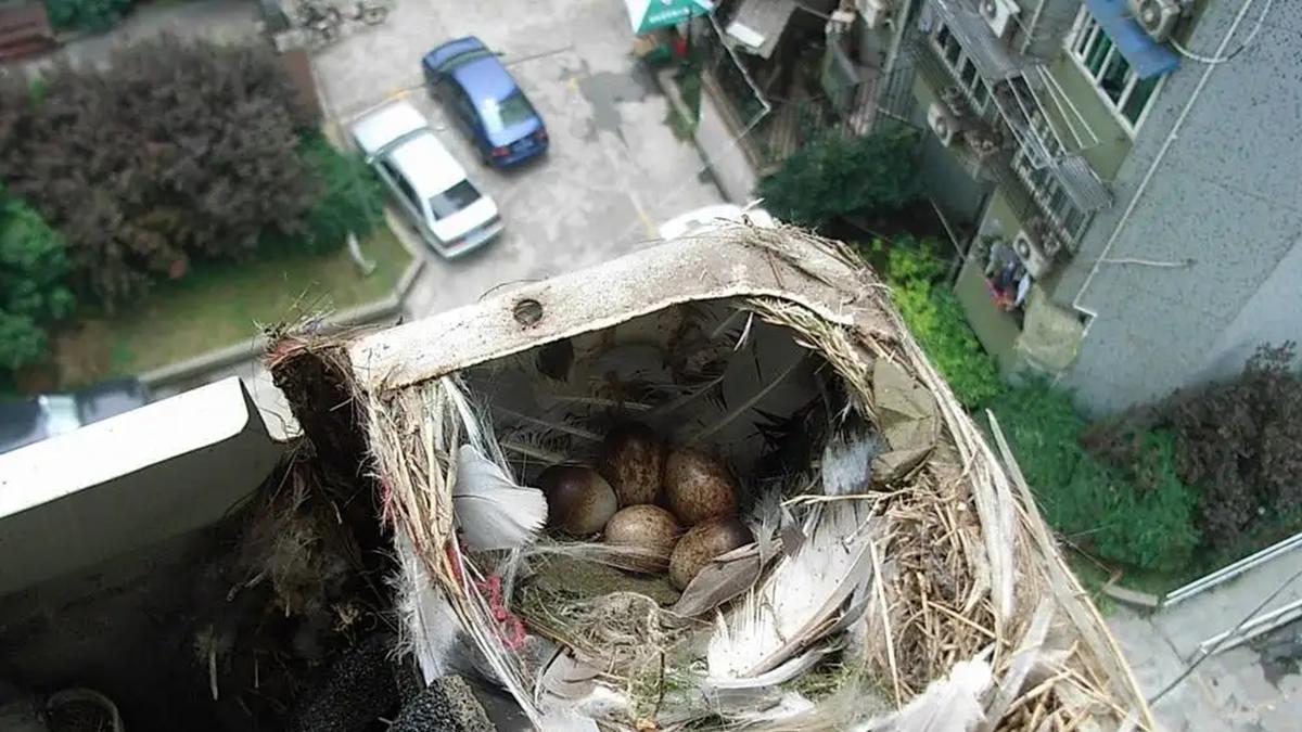 鸟累了能回鸟窝睡觉，但是下雨天，鸟去哪里避雨呢？