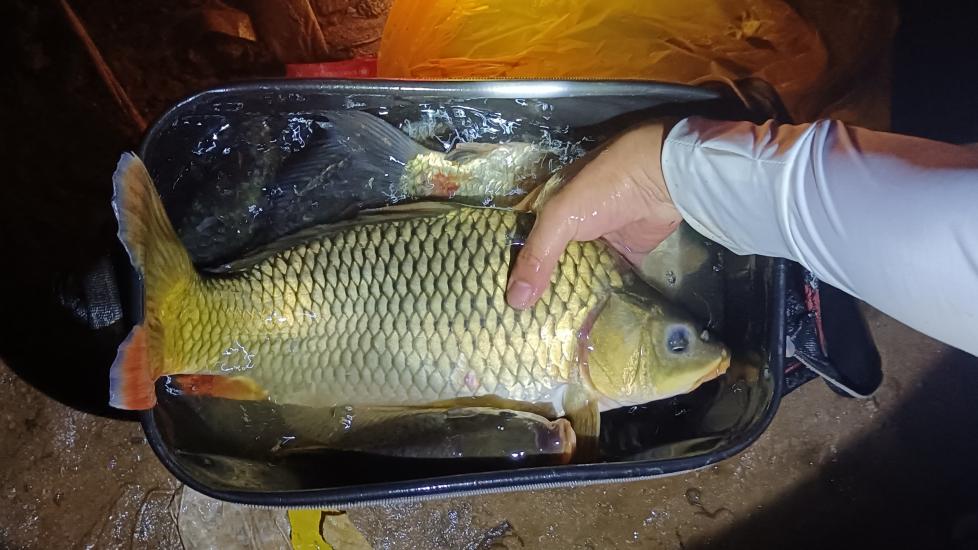 饵料|钓鱼如何小中取大，记住这一点，钓的鱼都比旁边大