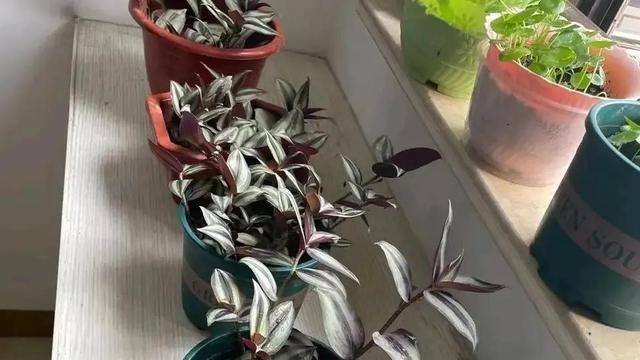 室内甲醛超标，这5种花都能吸“毒气”，现在知道还不晚！