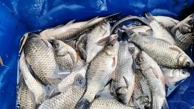 饵料|只要有鱼，人人都是高手，没鱼的话也别瞎折腾