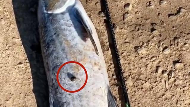 |钓鱼人也害怕？男子钓获一条大鱼，却一点不高兴，网友：赶紧回家