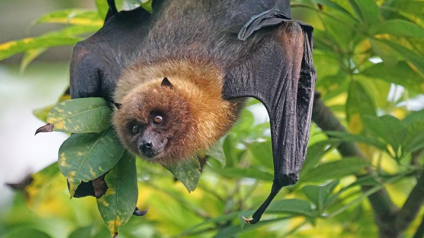 研究发现：人类或许拥有类似蝙蝠一样的“回声定位”超能力
