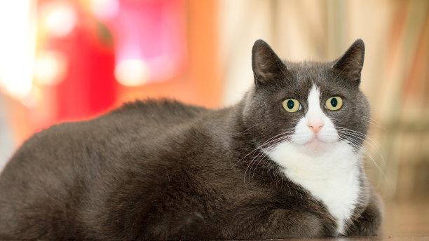 饲养猫科动物需要注意的事项有两点