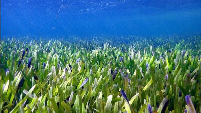 长度180公里，澳大利亚海草是世界最大生物，它是如何生长的？