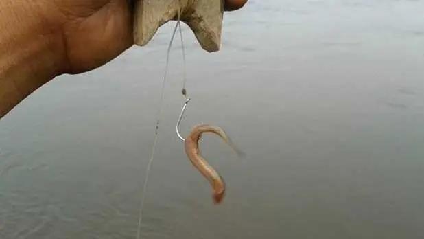 许多|泥鳅钓鱼为何会被禁止？难道只是因为效果太好？