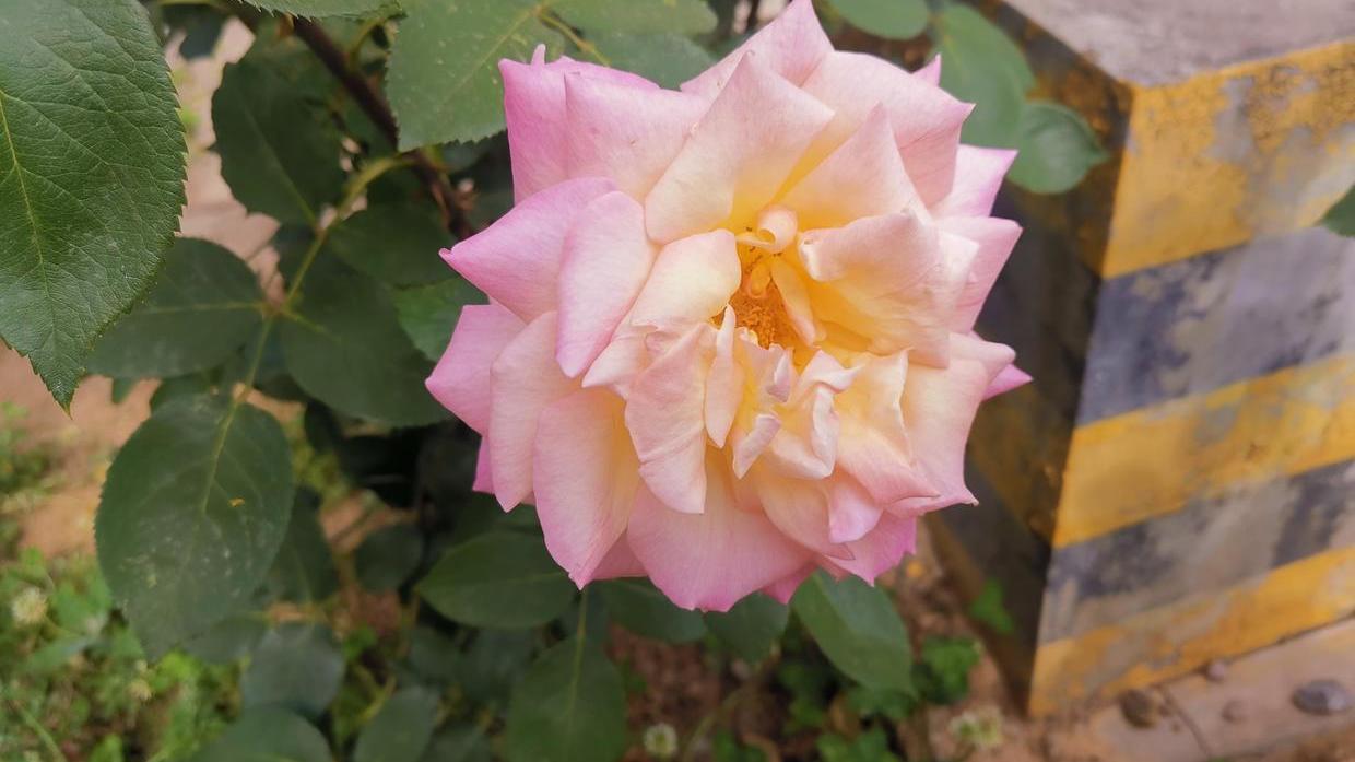 亚马逊|用写作表达想法，学会自述式表达