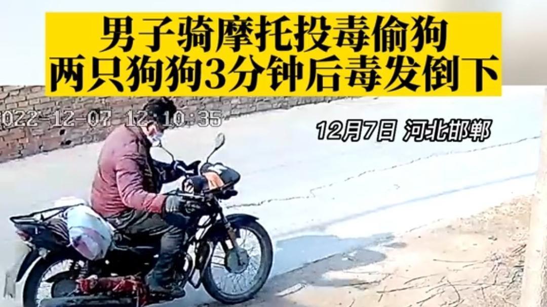河北邯郸：男子骑摩托车给狗射毒针，三分钟就偷走了两只狗
