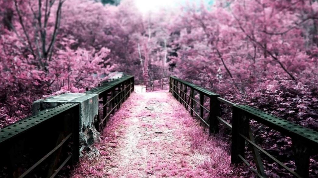 |喜欢樱花的人，自然这几个赏樱花的地方不要错过，风景真的美